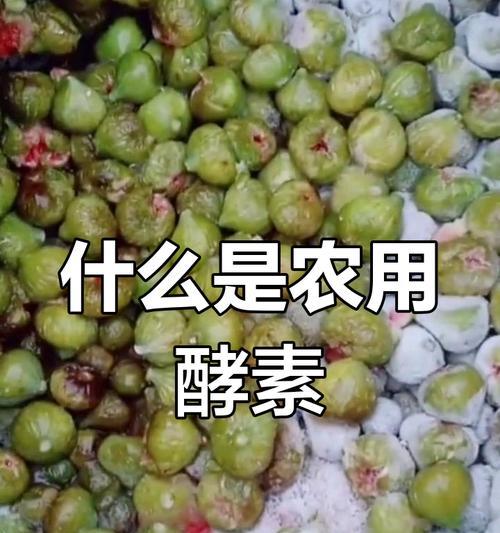 如何使酵素做肥料？酵素肥料的制作方法和使用效果如何？
