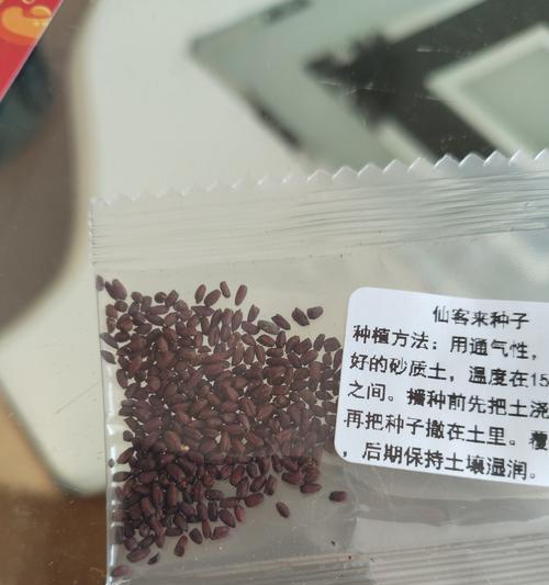仙客来种子播种方法及注意事项？