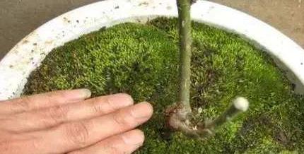 苔藓培养的方法是什么？如何保证苔藓的生长？