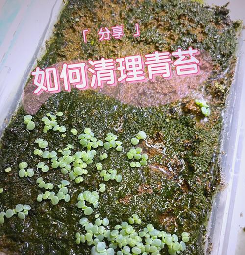苔藓培养的方法是什么？如何保证苔藓的生长？