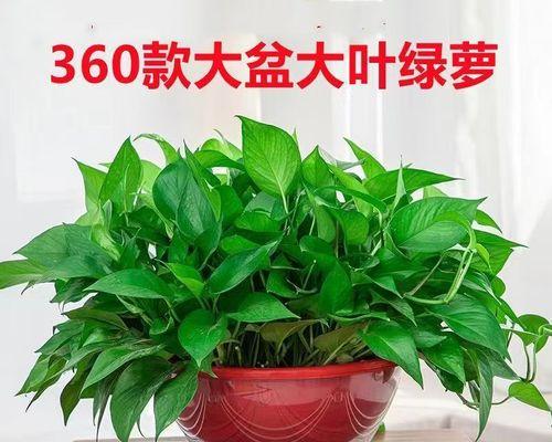 哪些盆栽植物具有吸收甲醛的能力？