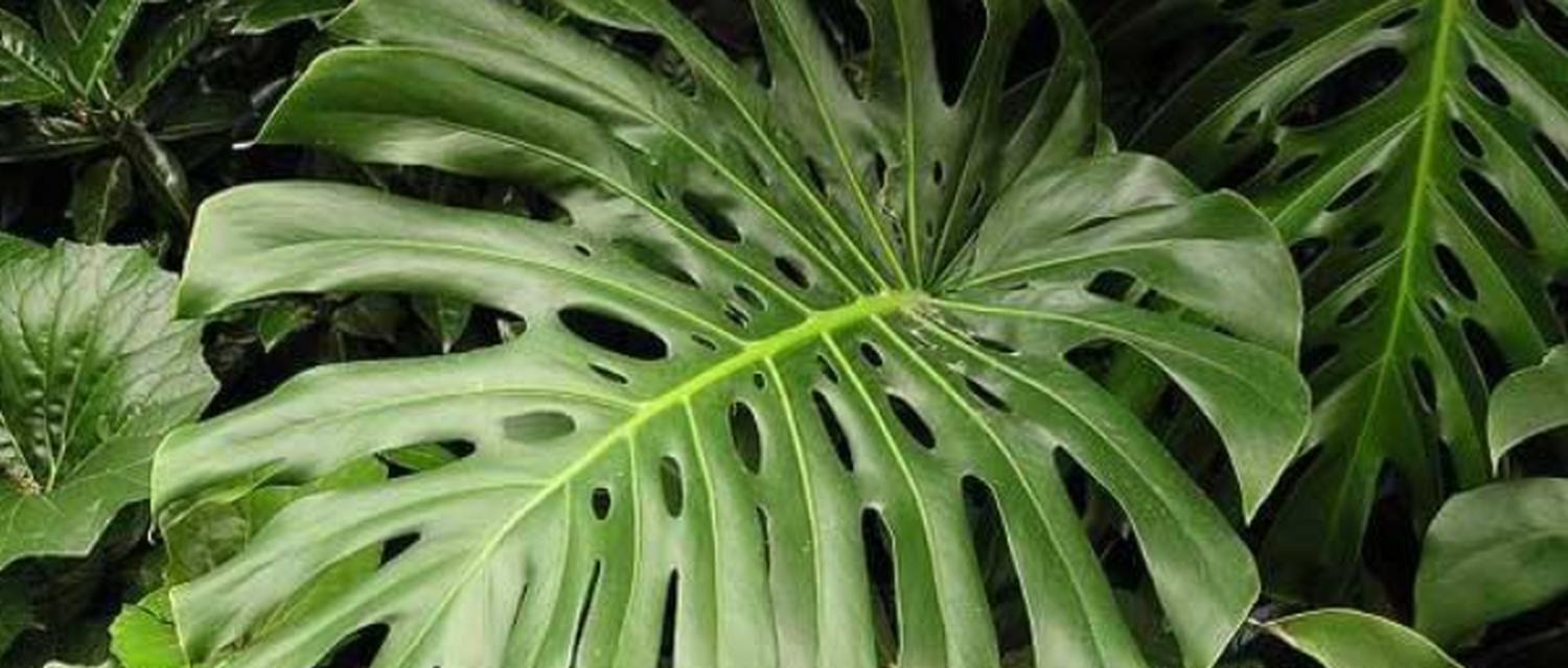 哪些盆栽植物具有吸收甲醛的能力？