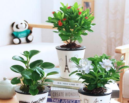 哪些盆栽植物具有吸收甲醛的能力？