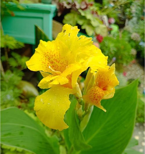美人蕉的花期是什么季节？如何促进其开花？