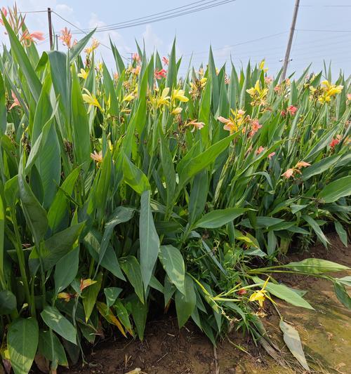 美人蕉的花期是什么季节？如何促进其开花？