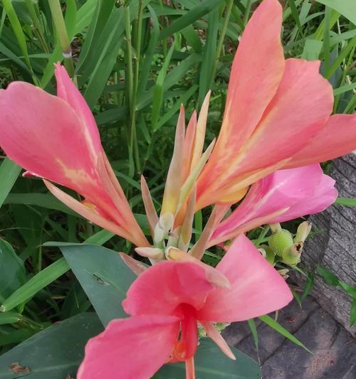 美人蕉的花期是什么季节？如何促进其开花？