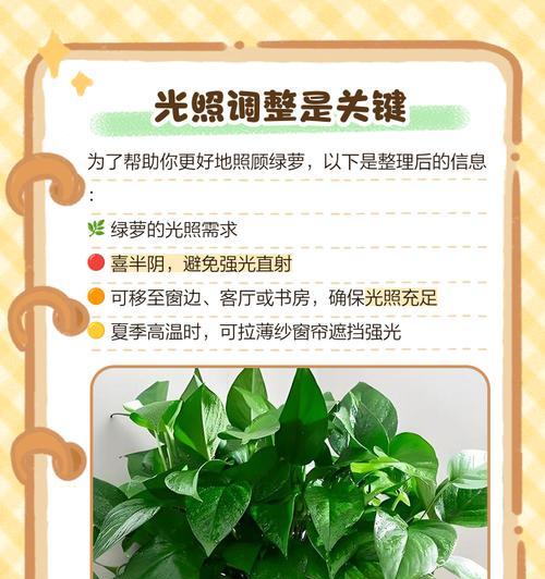 绿萝新叶子发黄怎么办？如何恢复绿萝的健康？