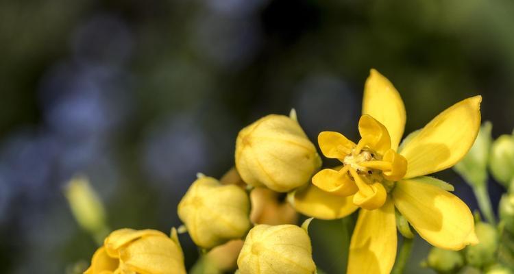 迎春花怎么养殖方法？迎春花的正确养殖步骤和技巧是什么？