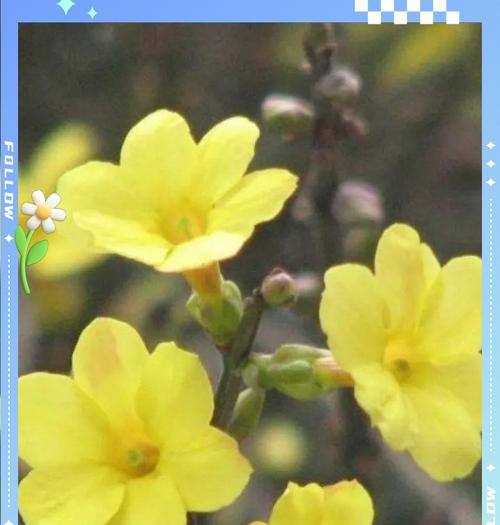 迎春花怎么养殖方法？迎春花的正确养殖步骤和技巧是什么？
