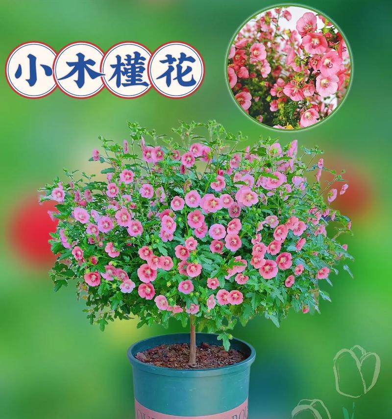 木槿的养殖技巧有哪些？
