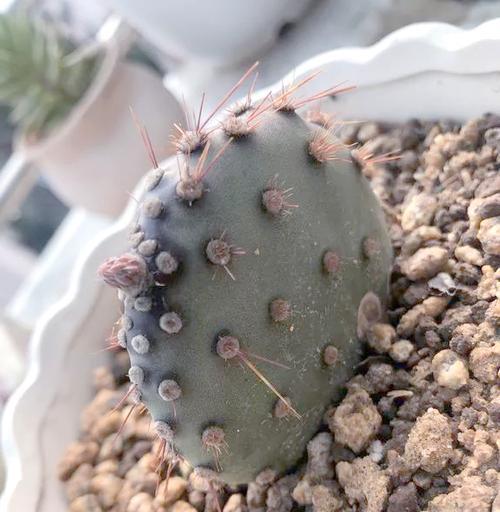 夏天植物有哪些？哪些适合夏季高温环境？