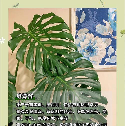 夏天植物有哪些？哪些适合夏季高温环境？