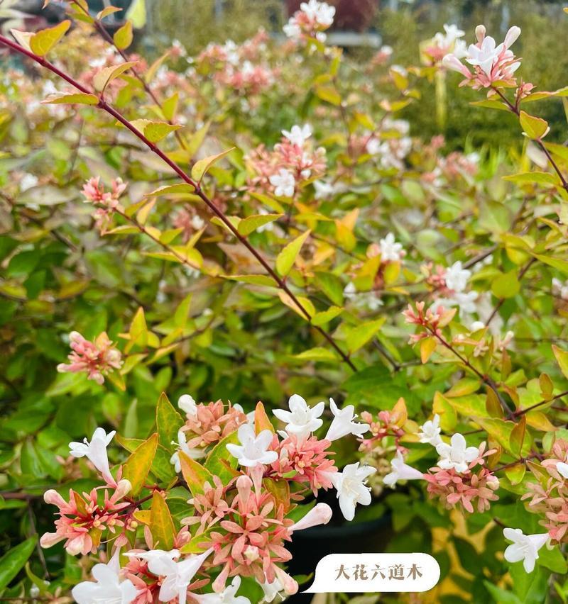 夏天植物有哪些？哪些适合夏季高温环境？