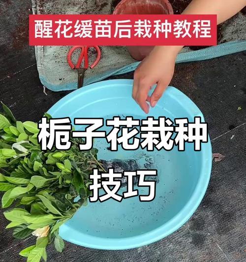 栀子花的栽种技巧有哪些？