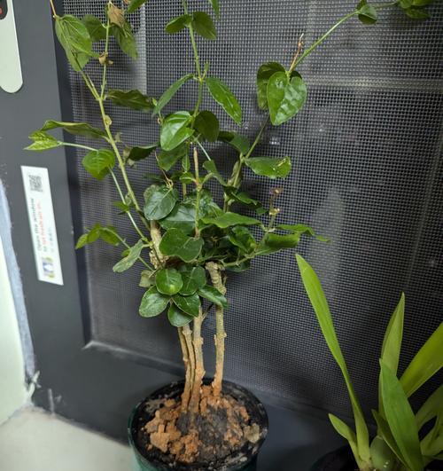 栀子花的栽种技巧有哪些？