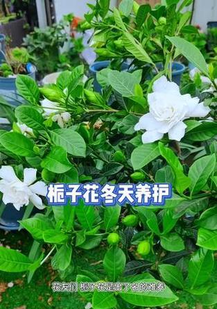 栀子花的栽种技巧有哪些？