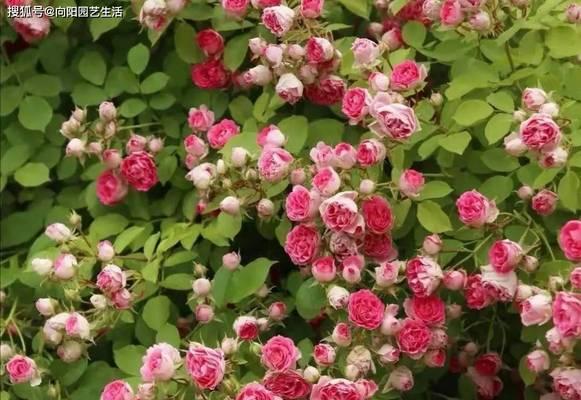 月季花在北方如何安全过冬？