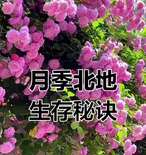 月季花在北方如何安全过冬？