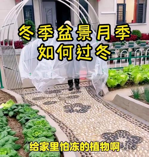 月季花在北方如何安全过冬？