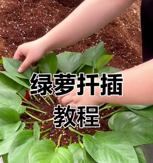 绿萝旺盛生长的秘诀是什么？
