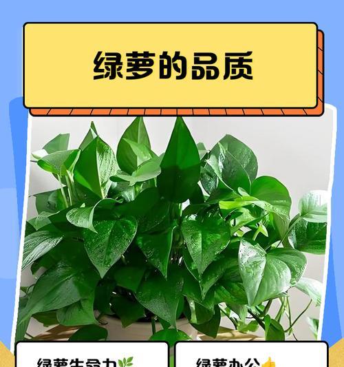 绿萝旺盛生长的秘诀是什么？