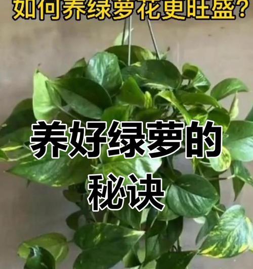 绿萝旺盛生长的秘诀是什么？