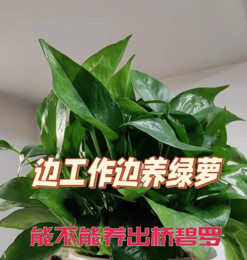 绿箩移植的正确步骤和护理要点是什么？