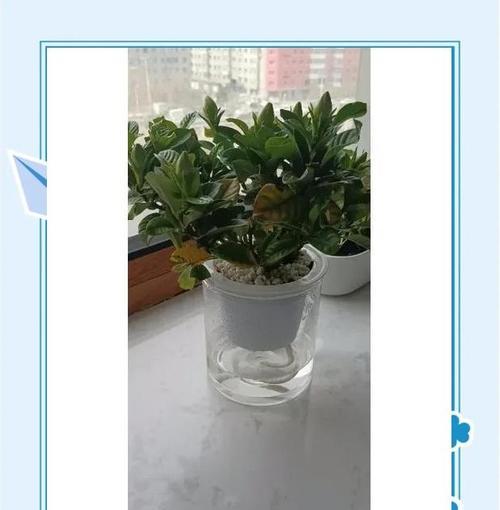 绿箩移植的正确步骤和护理要点是什么？