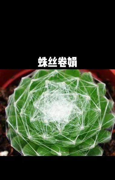 长生草的正确养护技巧有哪些？