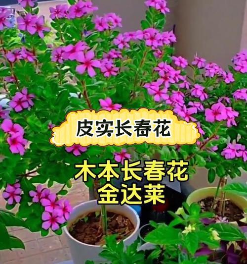长春花冬季养护的注意事项有哪些？