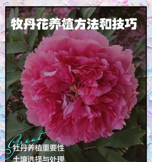 牡丹花养护和施肥方法是什么？