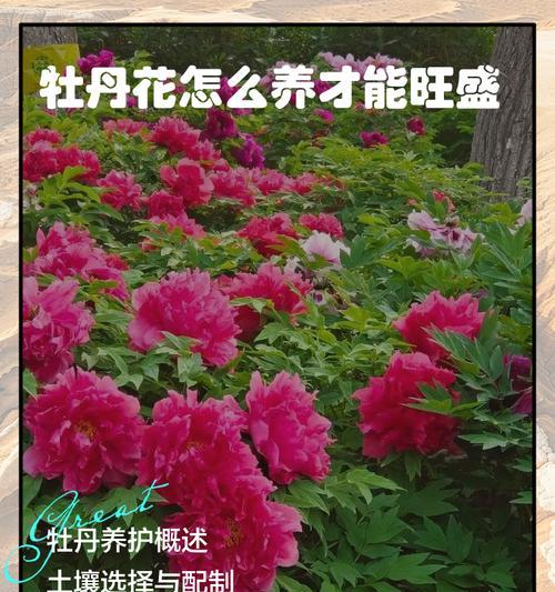牡丹花养护和施肥方法是什么？