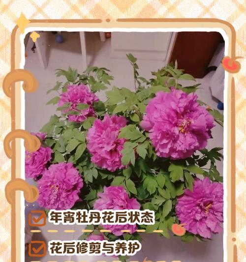 牡丹花养护和施肥方法是什么？