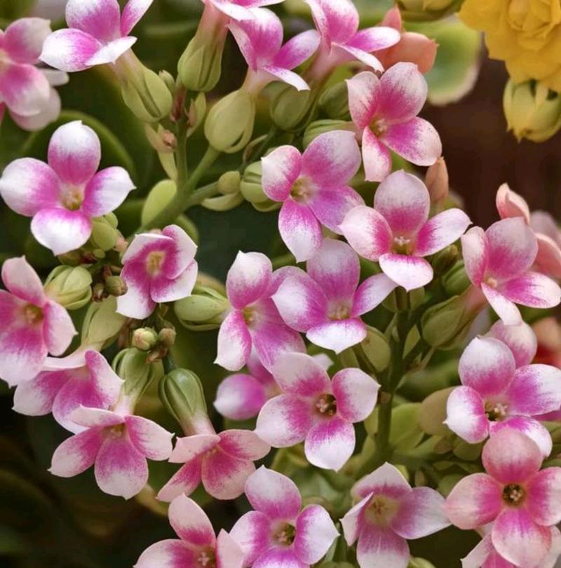 哪些花是长寿花？长寿花的养殖技巧有哪些？