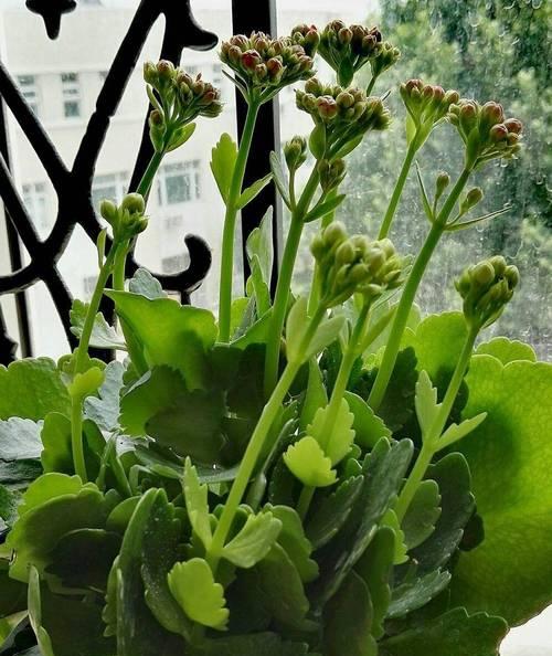 哪些花是长寿花？长寿花的养殖技巧有哪些？