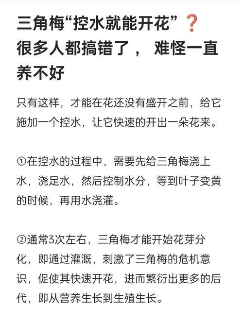 三角梅的养殖方法有哪些？如何让三角梅开花更多？