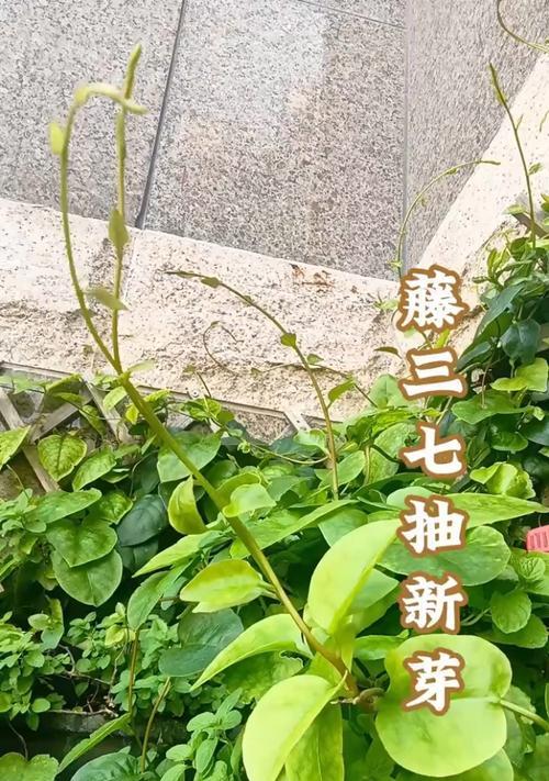 藤田七花在植物学上有何用途？