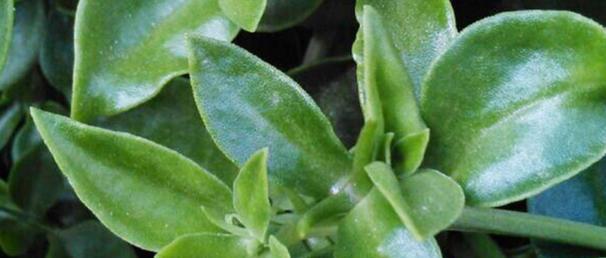 藤田七花在植物学上有何用途？