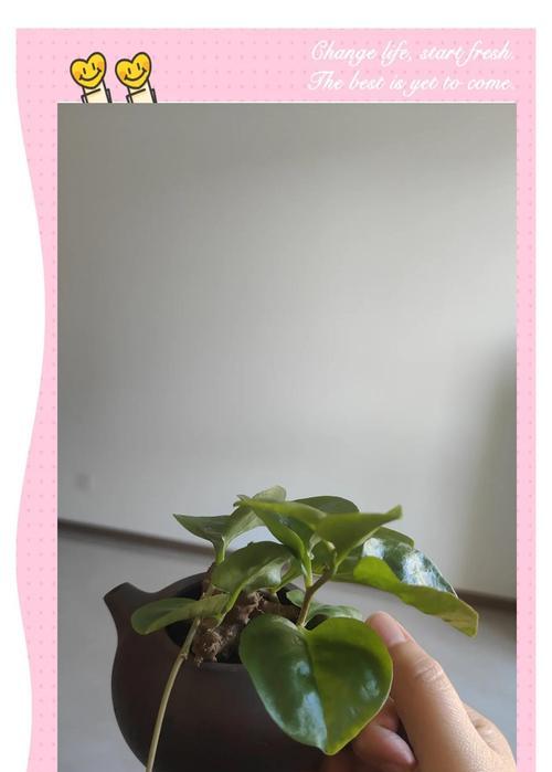 藤田七花在植物学上有何用途？