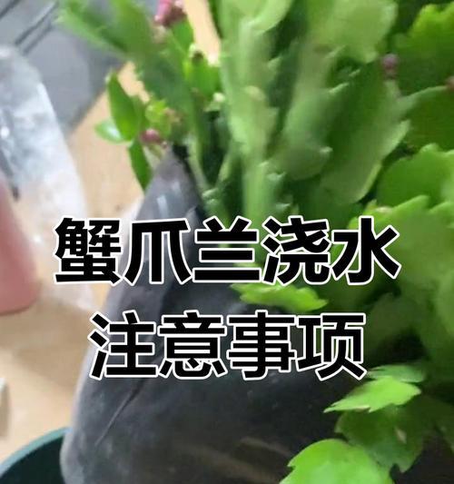 蟹爪兰养护的要点是什么？如何处理蟹爪兰的病害？