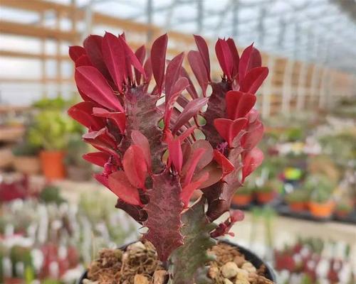 龙骨花骨花有哪些品种？各自的特征是什么？