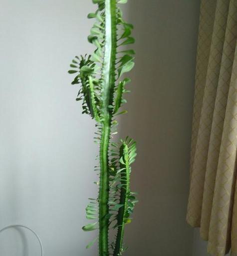 龙骨花骨花有哪些品种？各自的特征是什么？