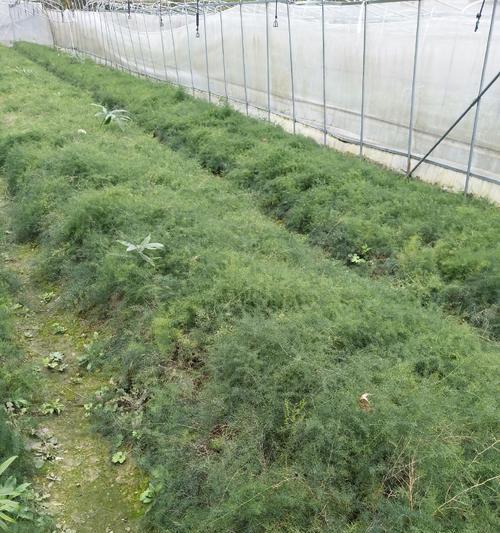 天冬的种植方法是什么？如何保证其快速生长？
