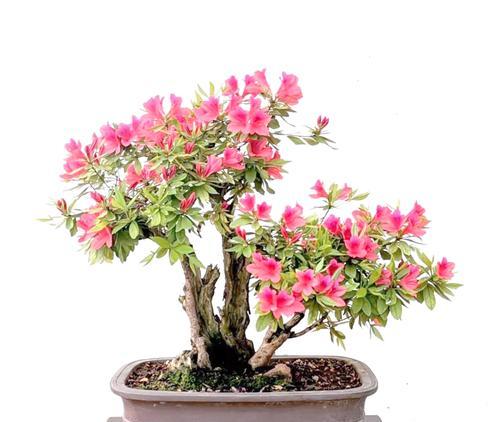 杜鹃花施肥的正确方法是什么？如何避免肥害？