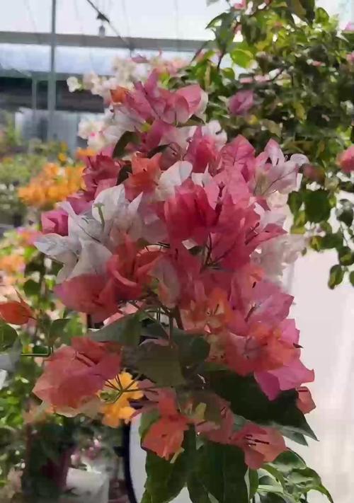杜鹃花施肥的正确方法是什么？如何避免肥害？