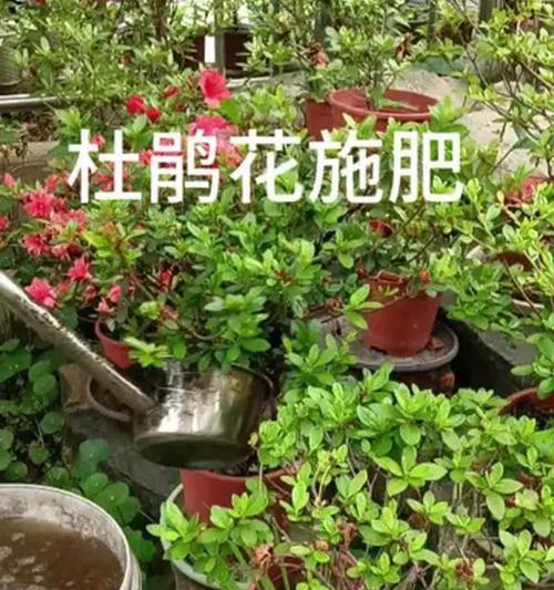杜鹃花施肥的正确方法是什么？如何避免肥害？
