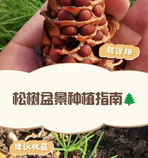 盆栽松树的养殖技巧有哪些？
