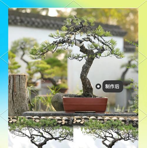 盆栽松树的养殖技巧有哪些？