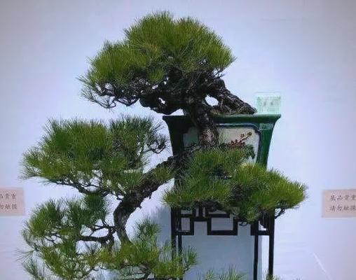 盆栽松树的养殖技巧有哪些？