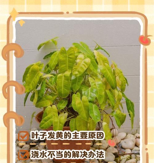 平安树叶子发黄是什么原因？